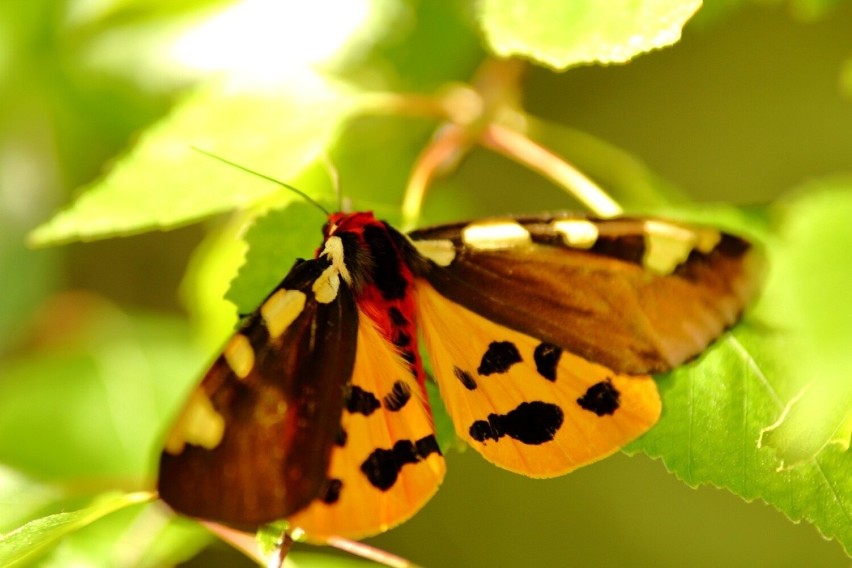 Ćma - Niedźwiedziówka krasa (Pericallia matronula)