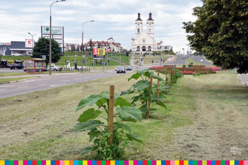 Drzewa tlenowe w Łomży. Sadzonki w pięciu lokalizacjach dbają o oddech mieszkańców
