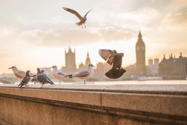 Londyn to jedna z najciekawszych europejskich stolic. Podczas krótkiego wyjazdu nie wypada nie znaleźć się obok Big Bena, Tower of London, Tower Bridge, Pałacu Buckingham i Hyde Parku. Londyńskie uliczki, puby i sklepy na pewno jednak skłonią was do kolejnych odwiedzin.

Do Londynu polecicie z Warszawy 27 grudnia. Powrót - 3 stycznia. Cena w obie strony: 283 zł.