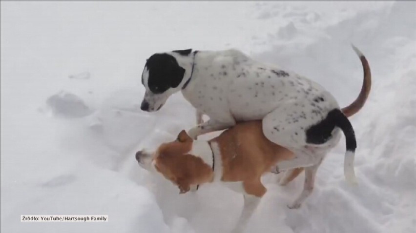 Psy uwielbiają zabawy w śniegu