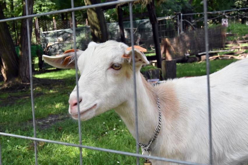 Mini Zoo w Legnicy od soboty ponownie otwarte, a w nim bażanty, pawie, przepiórki, kozy i koźlątka! [ZDJĘCIA]