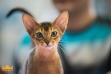 Międzynarodowa wystawa kotów [zdjęcia]