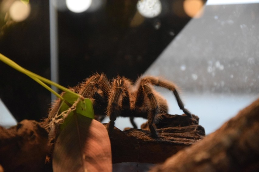Wystawa pająków i skorpionów w Rzeszowskim Domu Kultury filia Słocina [ZDJĘCIA]
