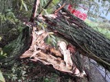 Fatalne skutki wichur w Małopolsce. Połamane drzewa, uszkodzone dachy