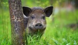 Tczew. Niecodzienny gość w mieście - po parku i Czyżykowie spaceruje... dzik - AKTUALIZACJA