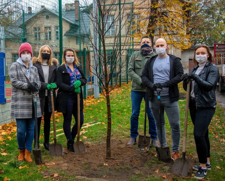 Nowe rośliny, które posadzono na terenie II LO w Bydgoszczy,...