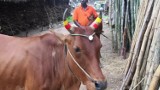Odblaskowe opaski na porożu bydła mają zwiększyć bezpieczeństwo na indyjskich drogach (wideo)