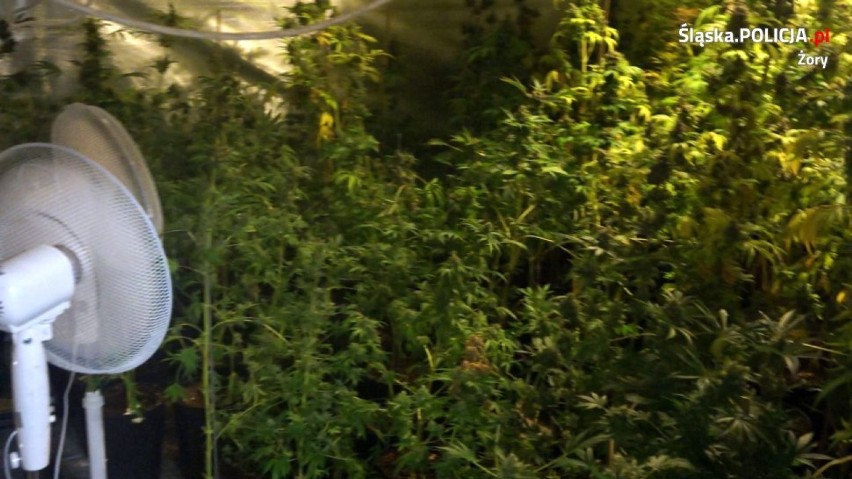 Ogromna plantacja marihuany zlikwidowana przez policjantów z Żor w Rybniku - ZDJĘCIA