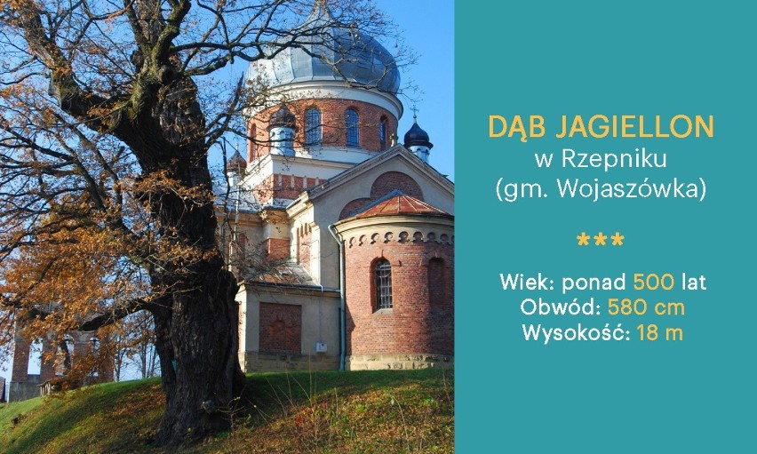 Dąb Jagiellon w Rzepniku (gm. Wojaszówka) - ma ponad 500 lat...