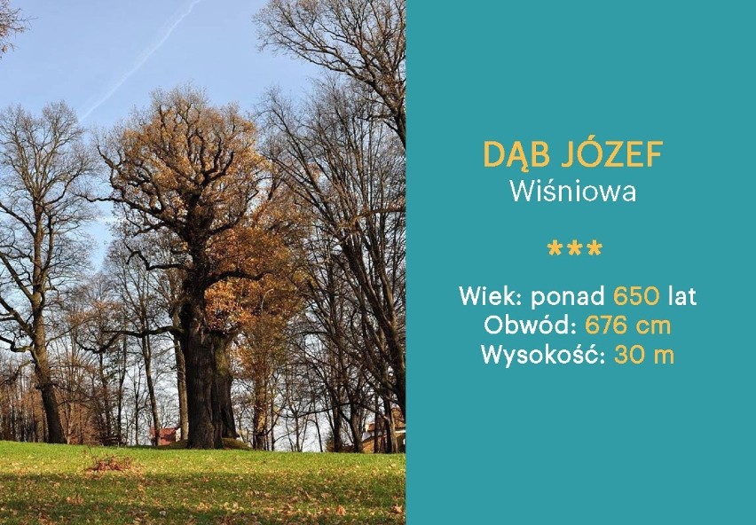 Dąb Józef w Wiśniowej - ma 676 cm w obwodzie i 30 m...