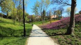 Park Staromiejski w Brzegu w barwach wiosny. Zobaczcie zdjęcia