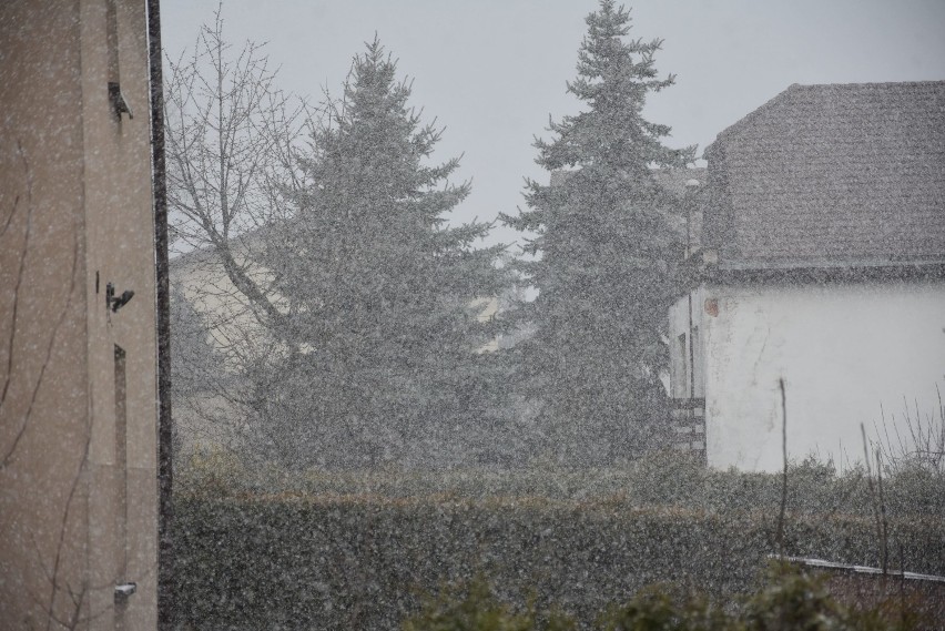 Śnieżyca w Rybniku i regionie w drugi dzień wiosny
