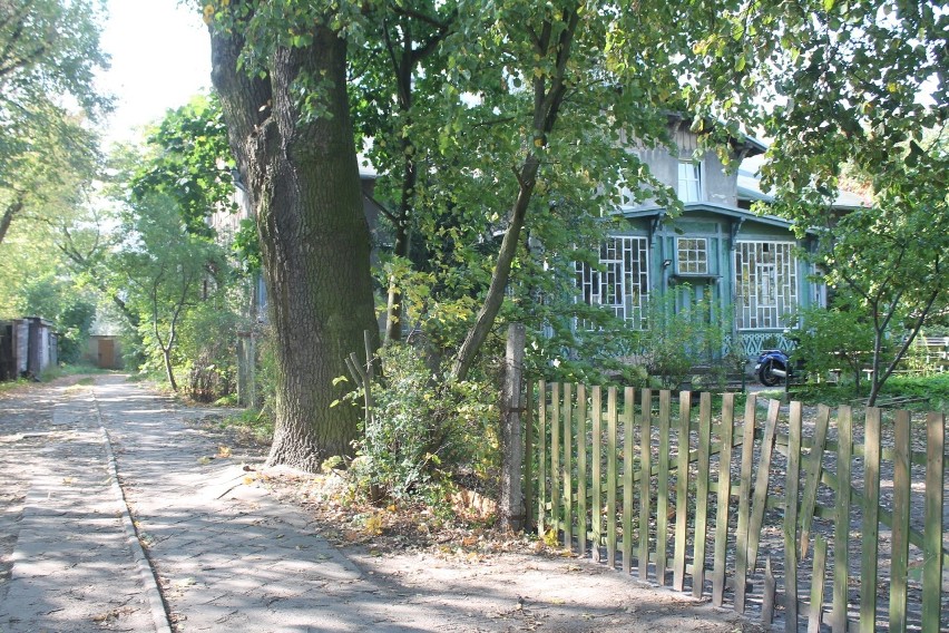 Na liście niestety nadal znajduje się dąb, który rośnie...