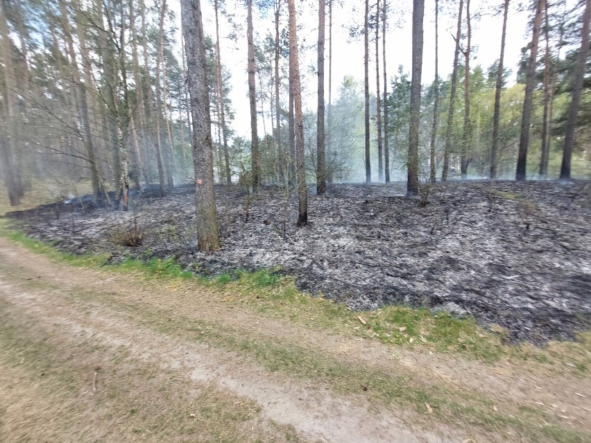 Pożar lasu przy cmentarzu komunalnym w Bogdanowie [ZDJĘCIA]