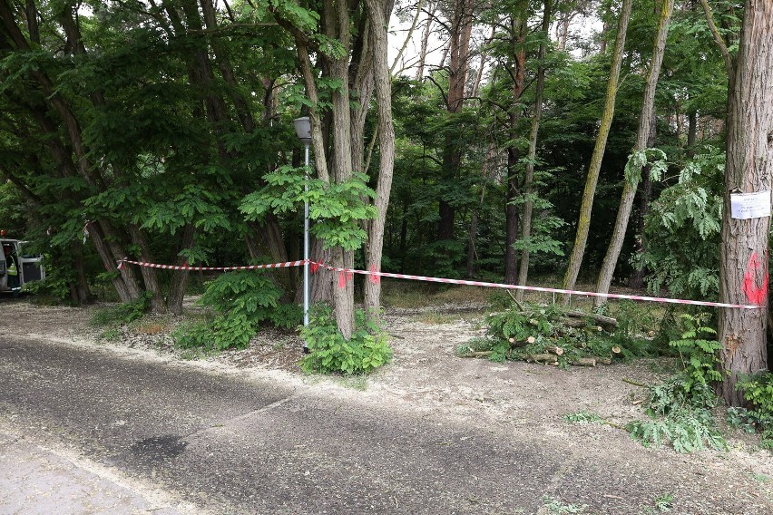 Trwa wycinka drzew na osiedlu Zamenhofa w Lesznie. Powodem są parkingi. Część mieszkańców jest niezadowolona ZDJĘCIA I FILM