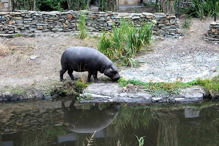 Zniesienie części ograniczeń w w Zamojskim Ogrodzie Zoologicznym. Wiele rygorów bezpieczeństwa nadal obowiązuje, ale bliżej do normalności