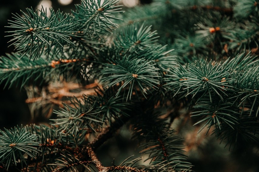 Żywa choinka zamiast plastikowej. W Kraśniku rusza świąteczna akcja