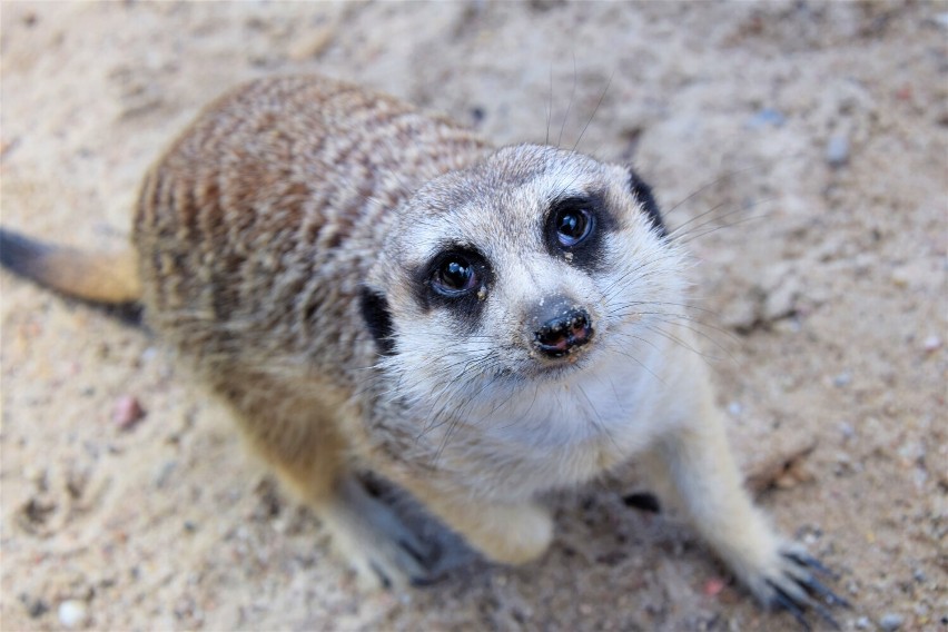 Majówka 2022 w Zoo Borysew koło Poddębic. Najmłodsi mieszkańcy, dodatkowe karmienia i godziny ZDJĘCIA