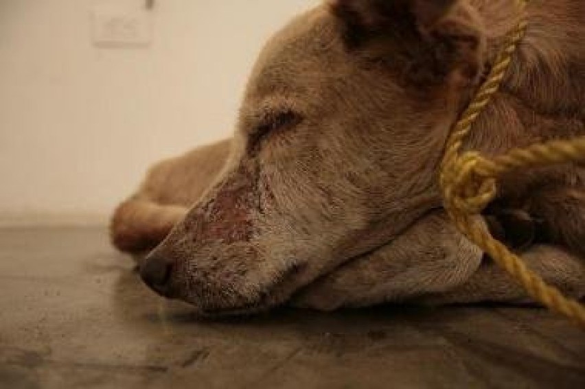 Umierający pies na wystawie Vargasa
