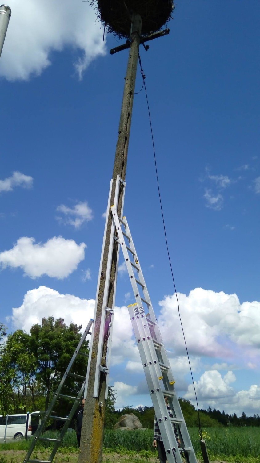 Poszkodowane podczas burzy bociany trafiły do ośrodka w Starym Załuczu