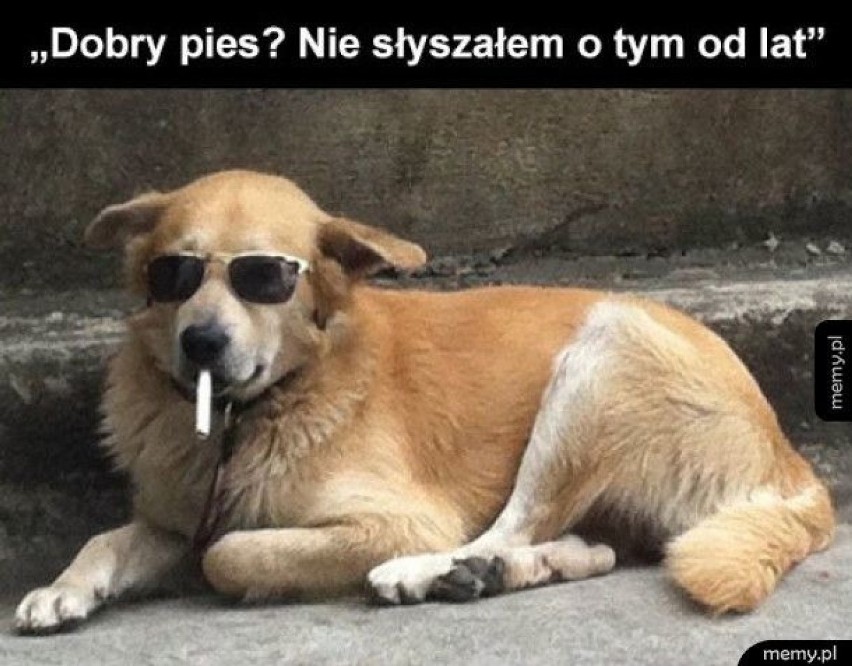 Rasy psów, które są nie tylko mądre i wierne, ale także... są bohaterami memów! Zobacz najlepsze MEMY o psach