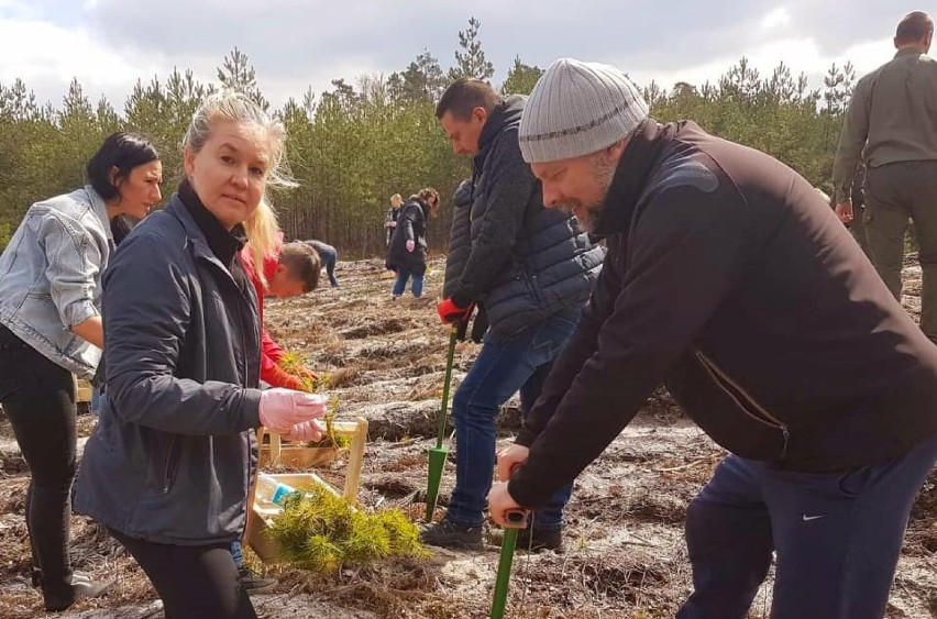 Członkowie PiS z poseł Anną Milczanowską sadzili las w Nadleśnictwie Radomsko