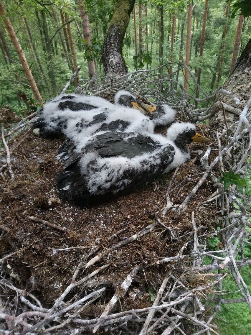 19 piskląt bociana czarnego z... GPS-ami. Akcja leśników i naukowców w Łódzkiem. Ma pozwolić na precyzyjne określenie tras przelotów ZDJĘCIA