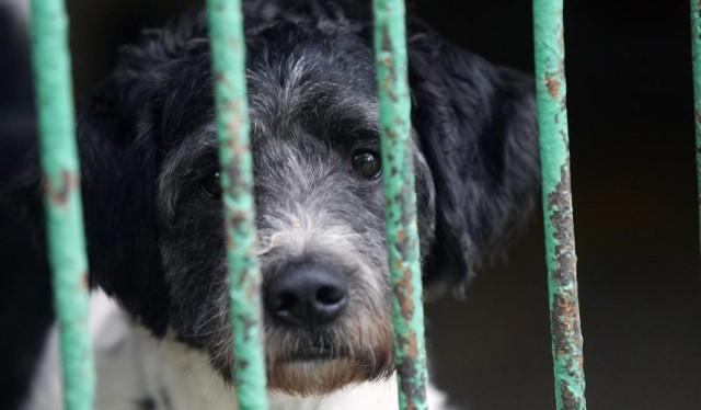 W Sądzie Rejonowym w Toruniu w 2017 roku zapadły cztery wyroki dotyczące znęcania się nad zwierzętami. 

Jeden z nich zakończył się zasądzeniem czterech miesięcy więzienia dla sprawcy. Skazany odpowiadał za zabicie zwierzęcia.