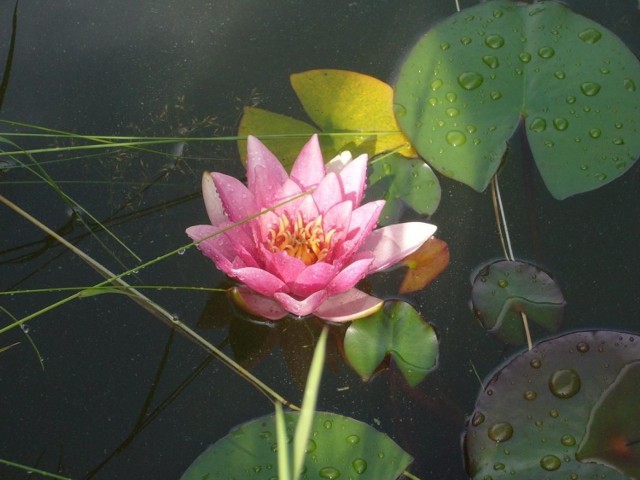 Roślinność Wigier, lilia wodna pod ochroną.