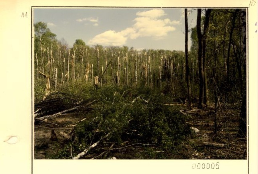 Dokumentacja i zdjęcia po katastrofie lotniczej w lesie...