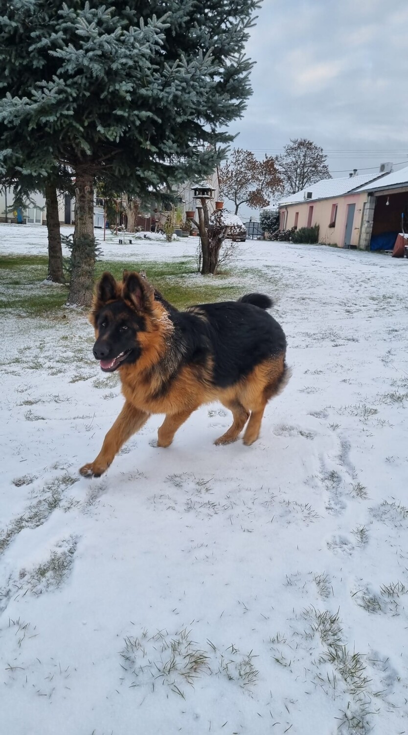 Pierwszy śnieg w obiektywie mieszkańców Krosna Odrzańskiego,...