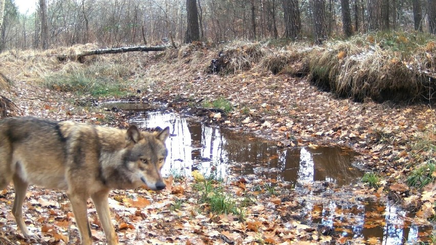 Stado wilków w lesie pod Częstochową urządziło sobie...