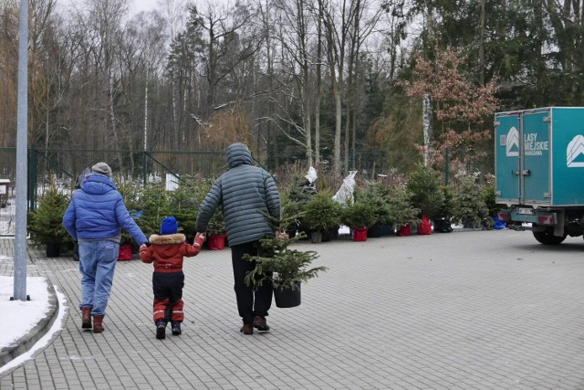 Zbiórka choinek w Warszawie. Mieszkańcy stolicy chętnie oddają świąteczne drzewka