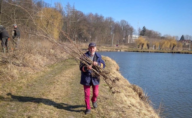 Drzewka wiśniowe przez cały dzień sadzili obok zalewu w Kazimierzy Wielkiej sami wędkarze.