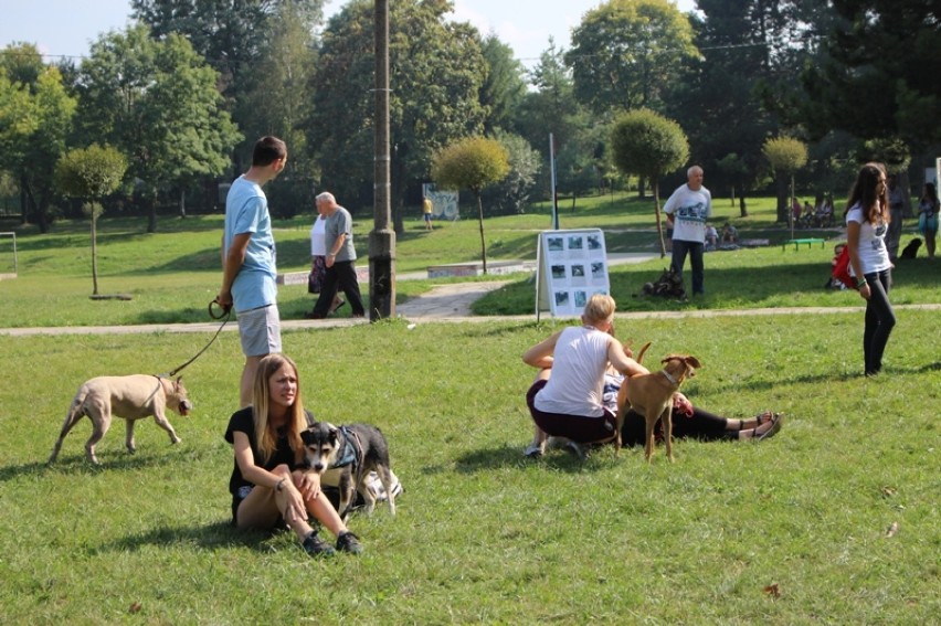 Dzień Zwierzaka w Chełmie: czworonogi świętowały w parku