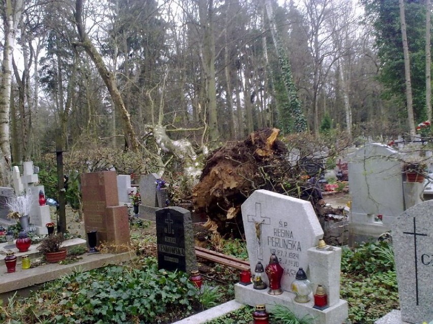 Zwalone drzewo na cmentarzu