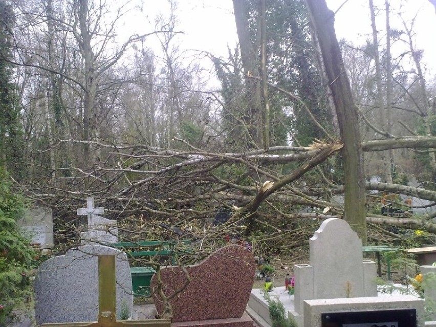 Zwalone drzewo na cmentarzu