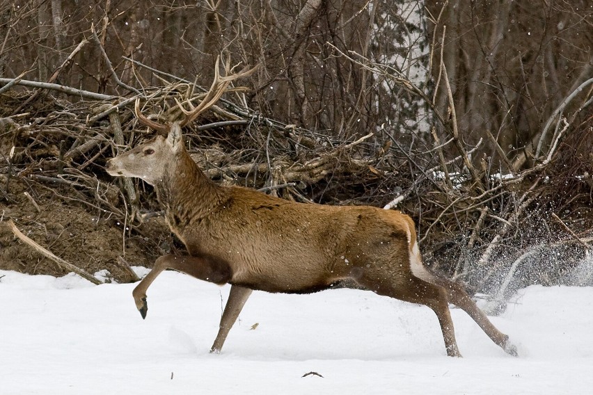 Zbliża się sezon na „zbiory” poroża jeleni. Co warto wiedzieć?