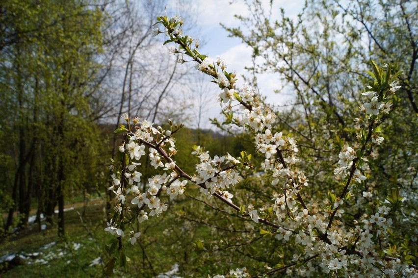 Wiosna nie dała się atakowi zimy. Ogród Botaniczny kwitnie w najlepsze! [ZDJĘCIA]