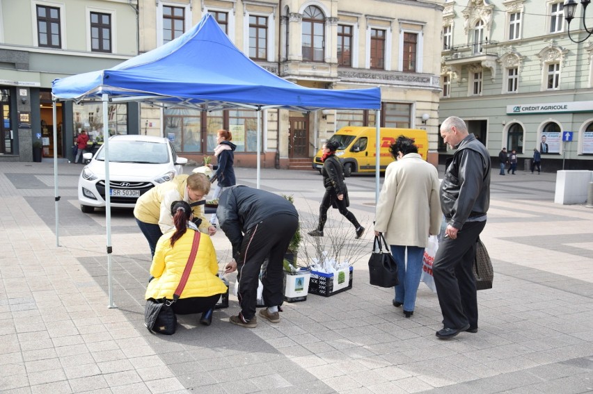 Rybniczanie będą sadzić. Drzewka od posła Krząkały rozeszły się w 30 minut! 