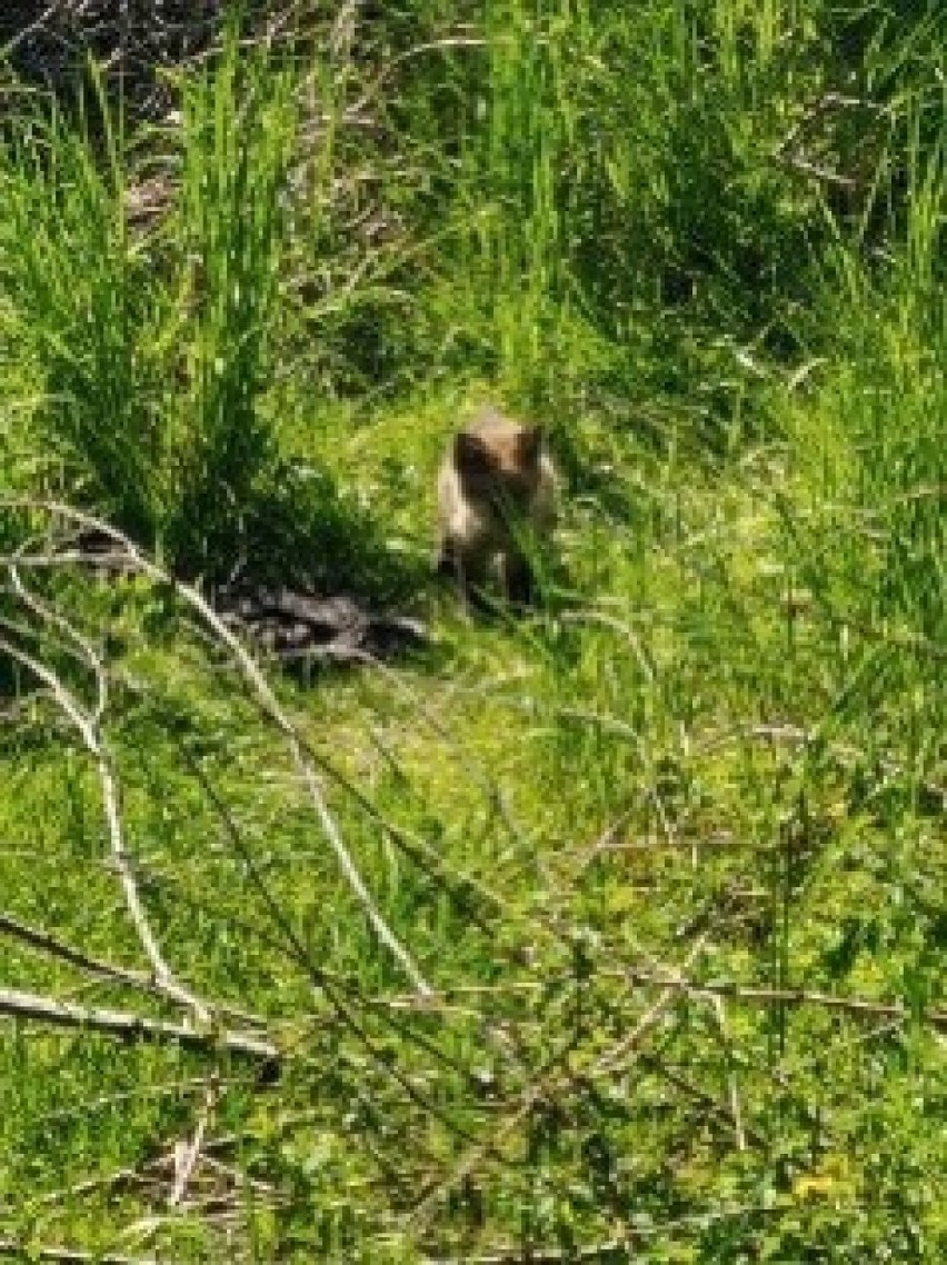 Kolejne dzikie zwierzęta odnalezione w Tarnowie. Tym razem są to małe lisy, o które zatroszczyło się Towarzystwo Opieki nad Zwierzętami