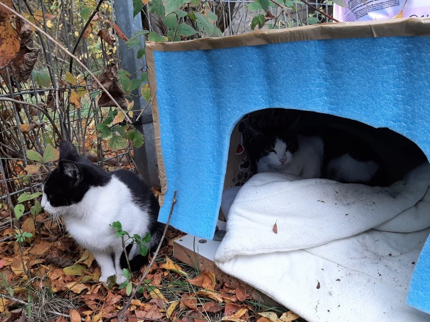 Dwa małe kotki szukają domu. Kto je przygarnie?