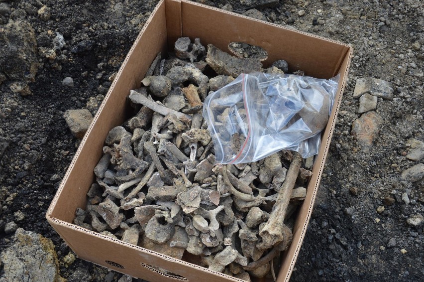 Ludzkie szczątki znaleziono około metra pod poziomem jezdni...