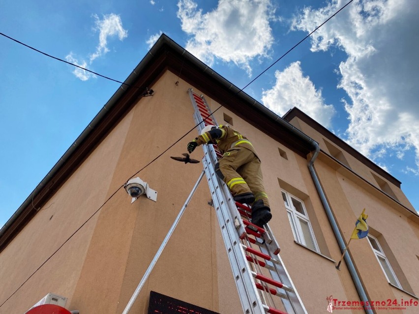 Trzemeszno. Nietypowa akcja strażaków-ochotników. Z dachu urzędu uratowali… jerzyka!