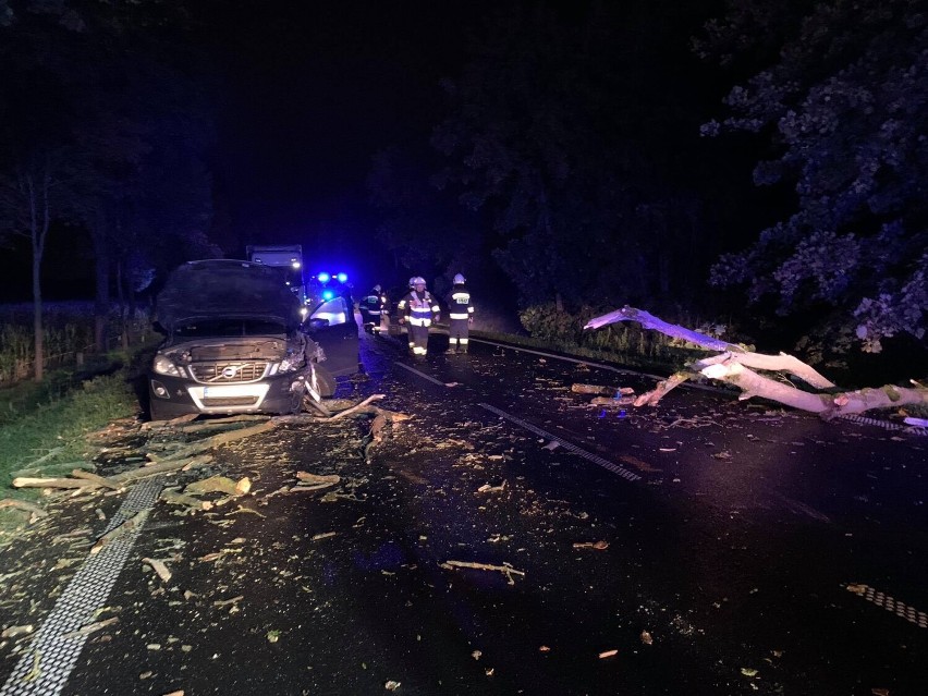 Powiat międzychodzki. Strażacy interweniowali w związku z porywistym wiatrem [ZDJĘCIA]