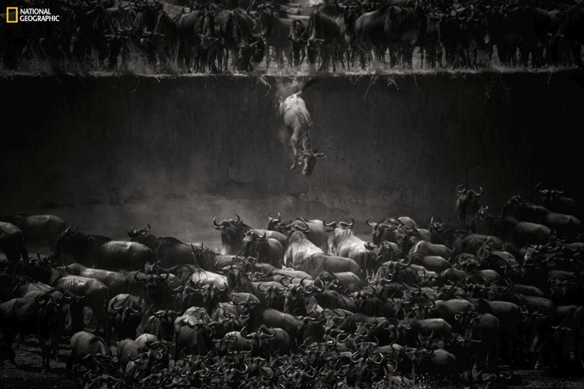 “The Great Migration”