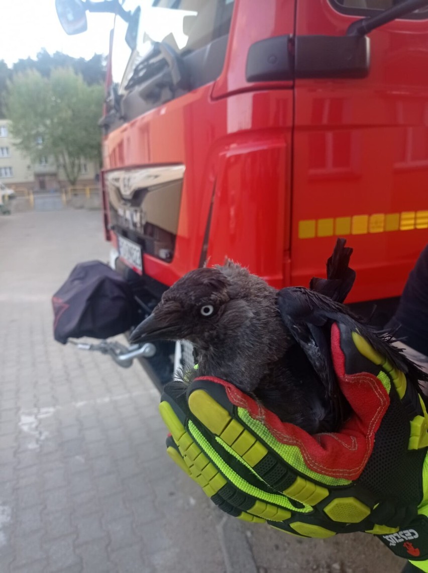 Strażacy z Czarnkowa uratowali ptaka