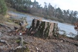 Wycinka drzew w Kędzierzynie-Koźlu. Lasy Państwowe zarobiły grube miliony! Kwota poraża