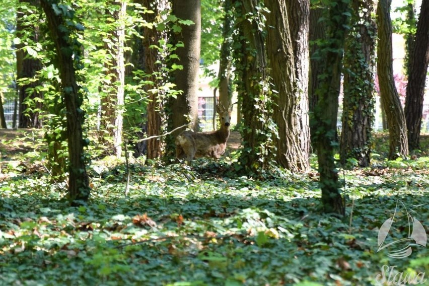 WSCHOWA. Park Miejski w Sławie zmienił się nie do poznania. Powoli rewitalizacja dobiega końca [ZDJĘCIA]