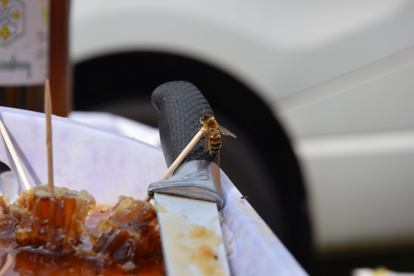 Miód drahimski chlubą regionu i pszczelarzy z Pojezierza Drawskiego [zdjęcia]